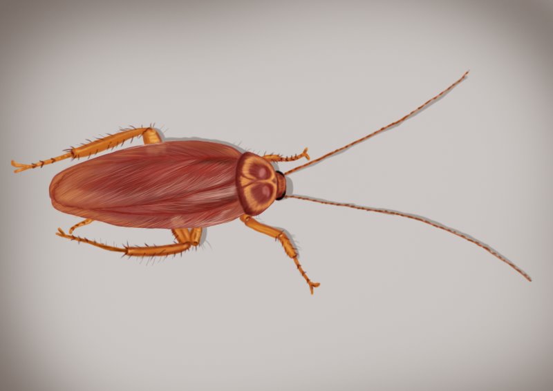 800x566 Learn How To Draw A Cockroach (Insects) Step By Step Drawing