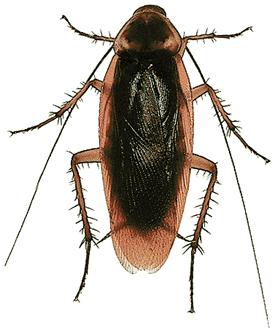 275x331 Cockroach Drawing