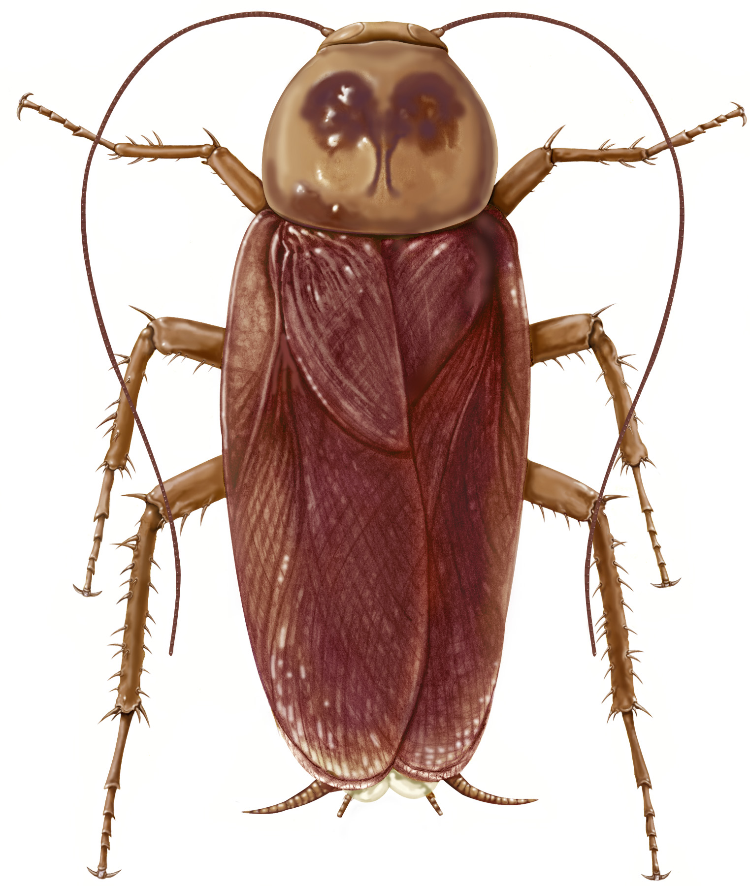 1523x1800 Cockroach Drawing