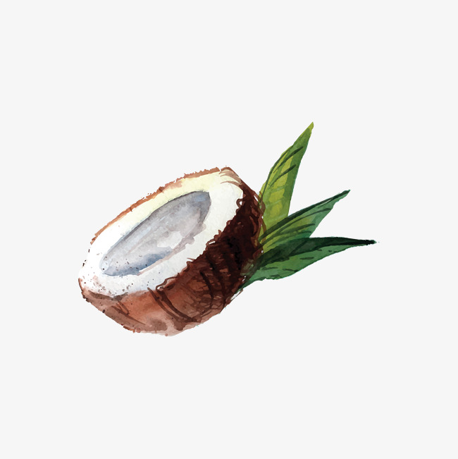 Coconut Drawing at GetDrawings | Free download