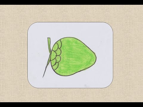 480x360 How To Draw Coconut For Kids