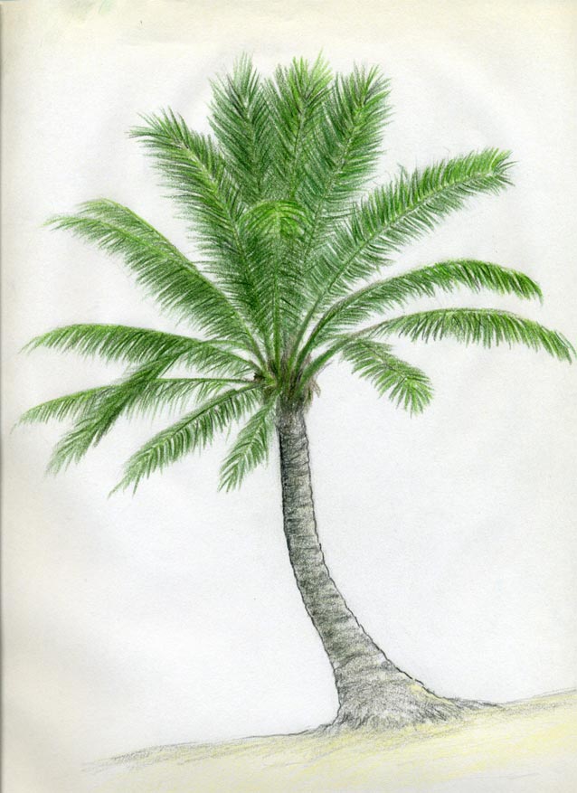 638x877 How To Draw Palm Trees