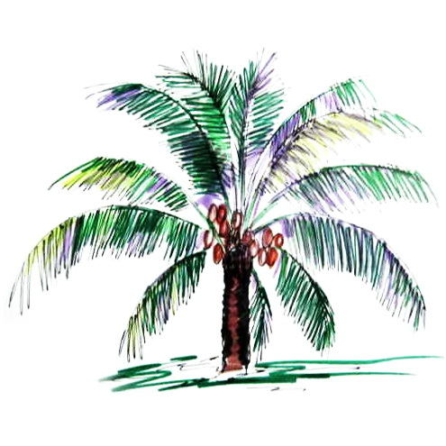 495x495 How To Draw A Coconut Palm Tree
