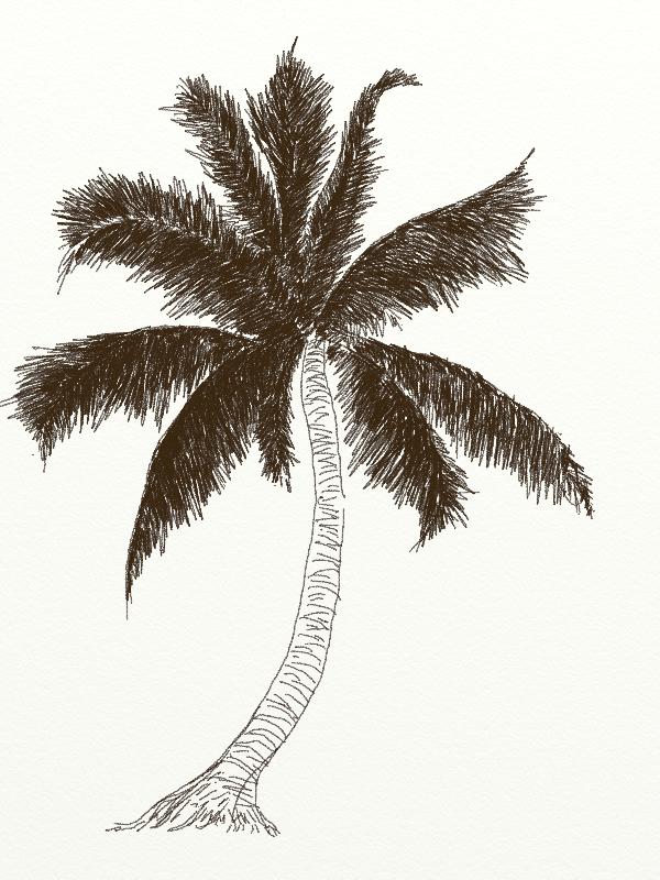 600x800 How To Draw Coconut Tree Drawing ~ Trees Draw