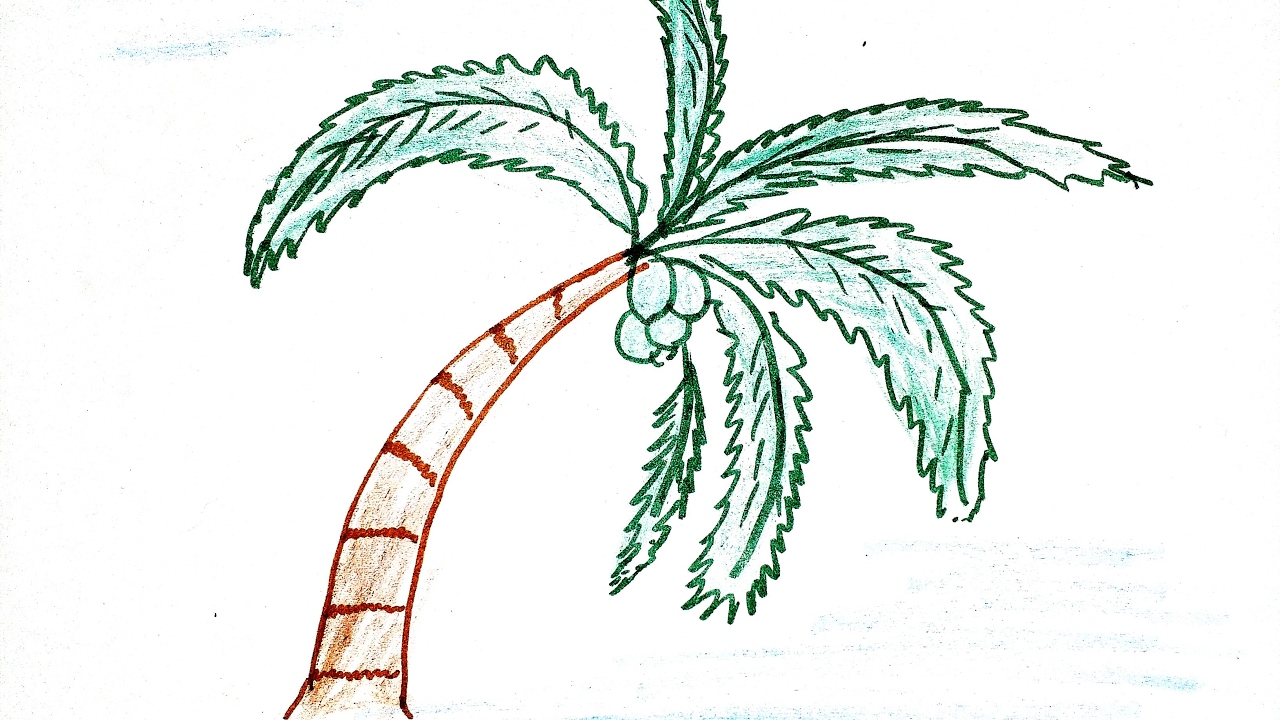 1280x720 How To Draw Simple Coconut Tree