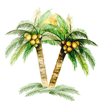 380x374 Magical Creatures Myth On The Coconut Tree