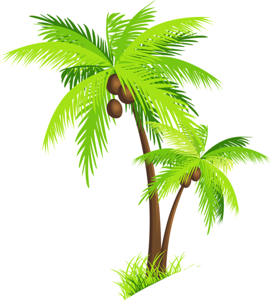 543x600 Palm Tree With Coconuts Png Clipart Picture Trees , Tree Houses