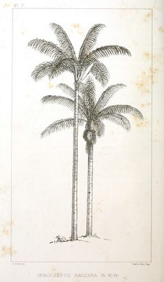 236x406 Great Sketch Of Palm Trees Beach Illustrations And Photography