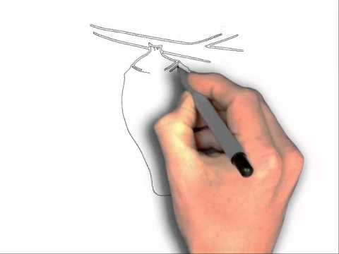 480x360 How To Draw A Butterfly Cocoon