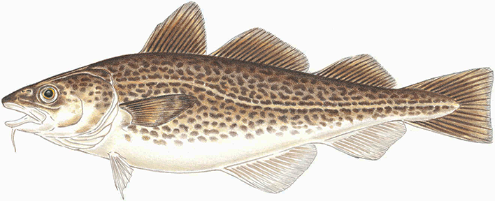 Cod Fish Drawing at GetDrawings | Free download