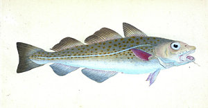 300x156 Cod Fish Drawings Fine Art America