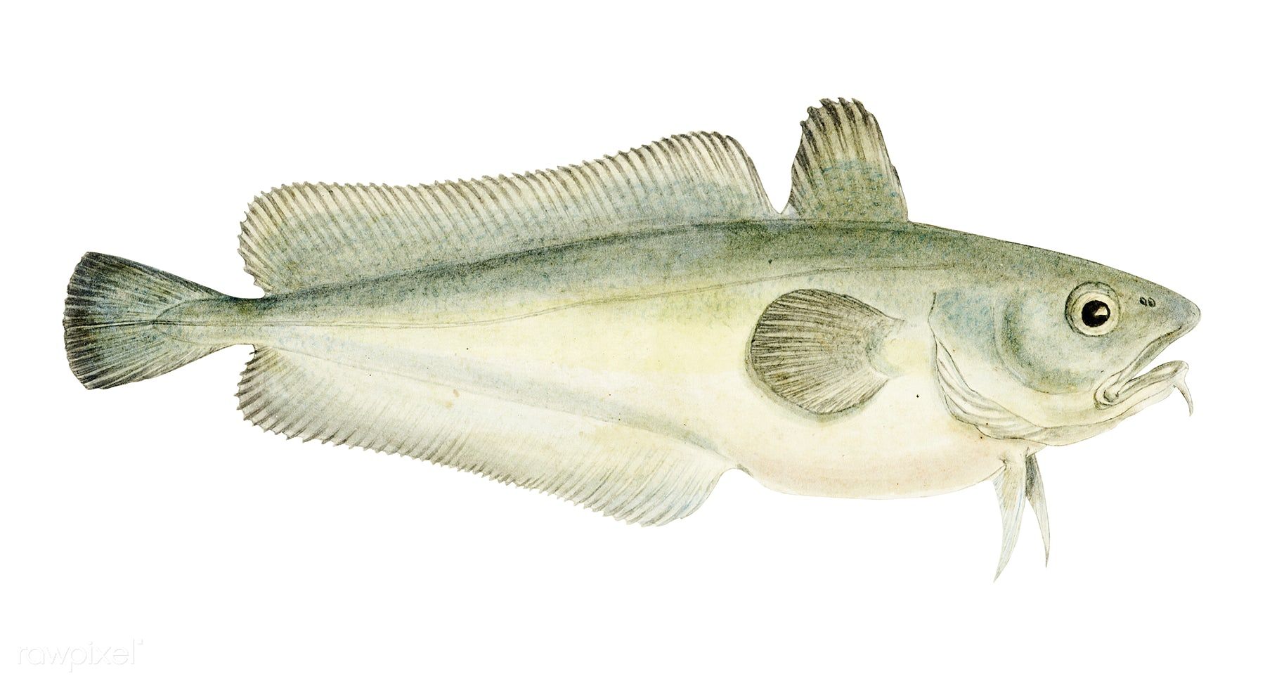 1800x976 Drawing Of Antique Fish Pseudophycis Barbata (Tas) Southern