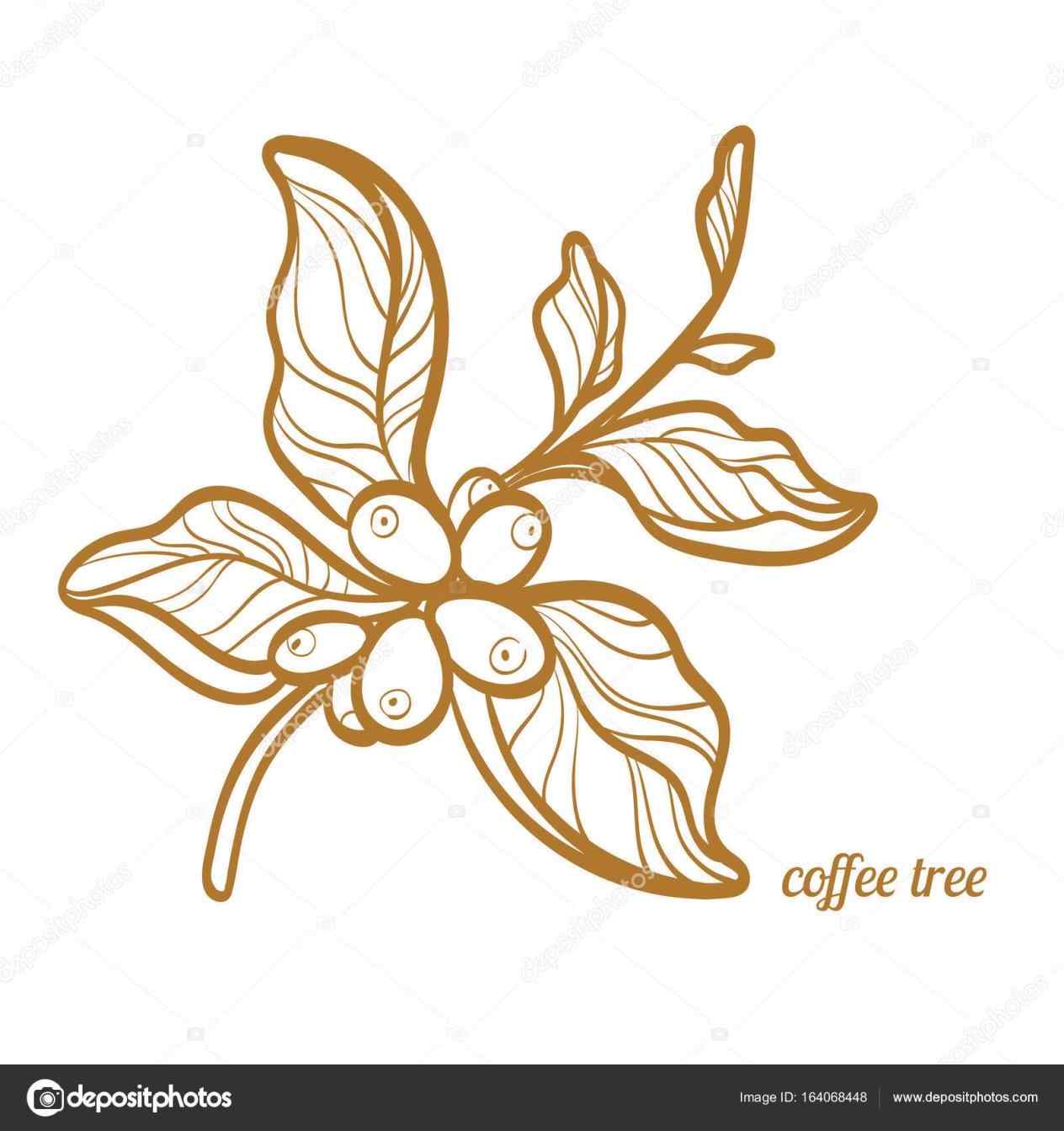 1264x1343 The Images Collection Of Realistic Coffee Bean Plant Drawing