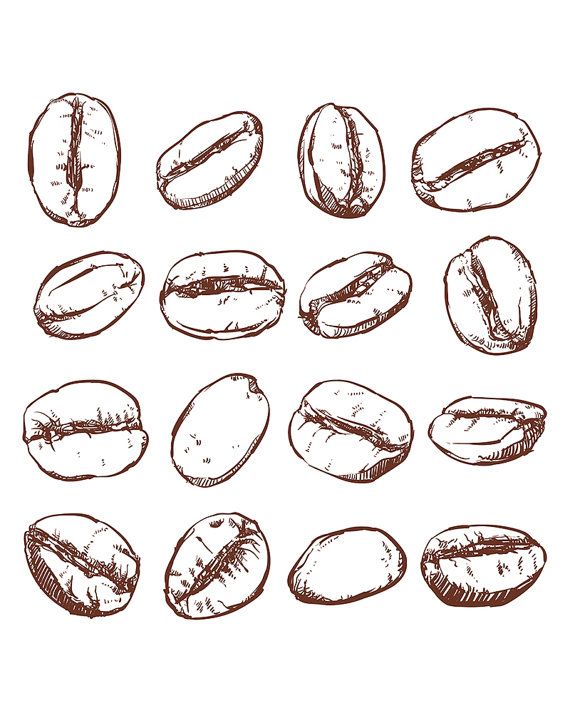 570x713 Coffee Bean Isolated Hand Drawn Vector. Hand Drawn Coffee Vector
