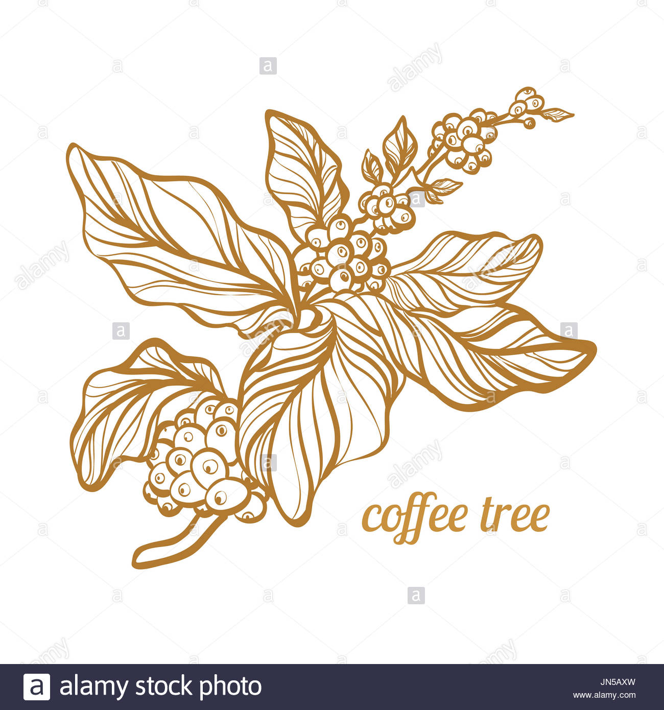 1300x1390 Coffee Branch With Leaves And Natural Coffee Beans. Botanical