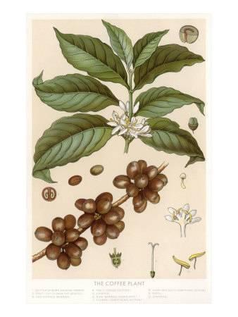 338x450 Botanical Drawing Of Coffee Plant Art Print
