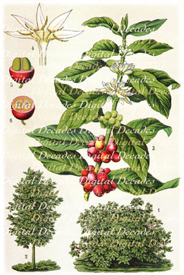 267x400 Coffee Kaffee Botanical Plant Digital Vintage Art