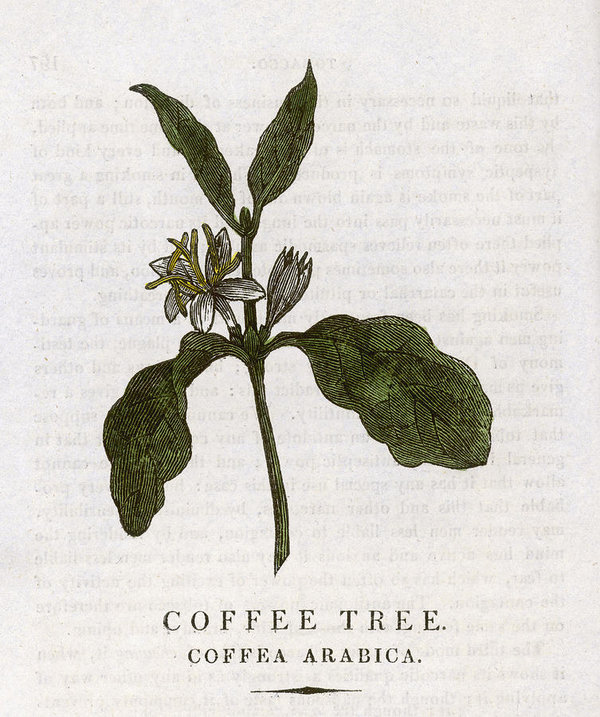 600x717 Coffee Plant Date 1814 Poster By Mary Evans Picture Library