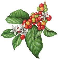 223x226 Resultado De Imagen Para Coffee Leaf Drawing Pattern
