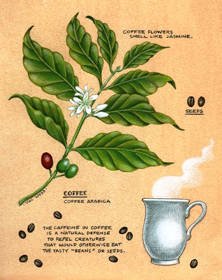 434x548 The Botany Of The Coffee Plant