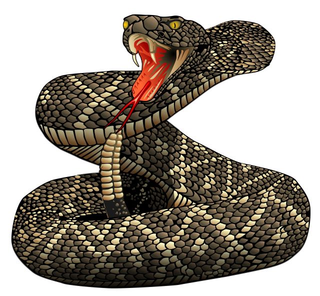 Coiled Rattlesnake Drawing at GetDrawings | Free download