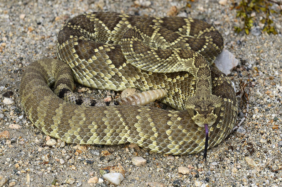 900x596 Mohave Diamondback Rattlesnake Coiled Photograph By Bob Christopher