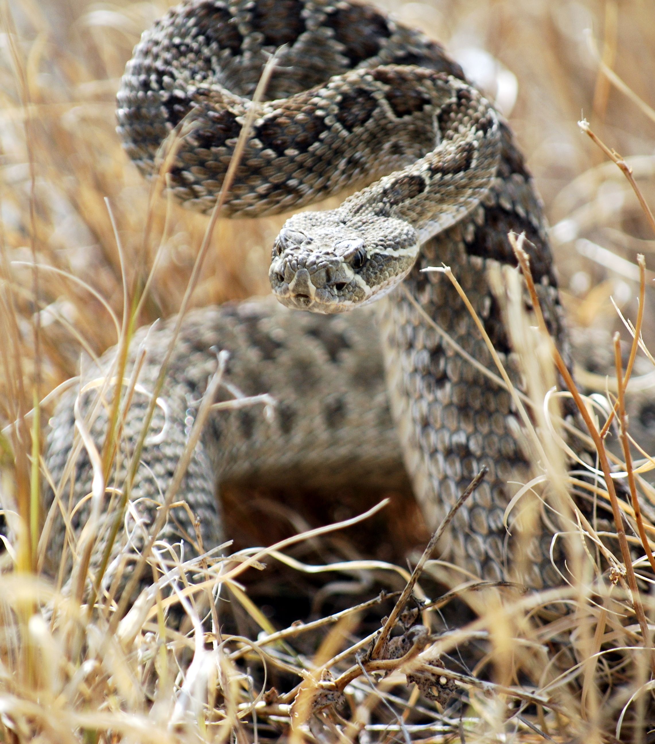 2282x2592 Rattle Snake Inspired My Creature's Dextrous Neck And Tough Scales