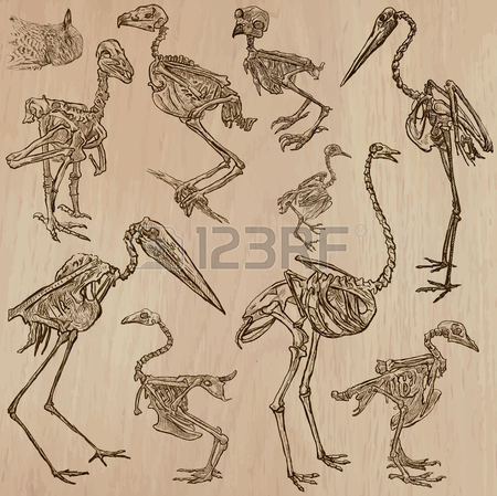 450x449 Skull Drawing Stock Photos. Royalty Free Business Images