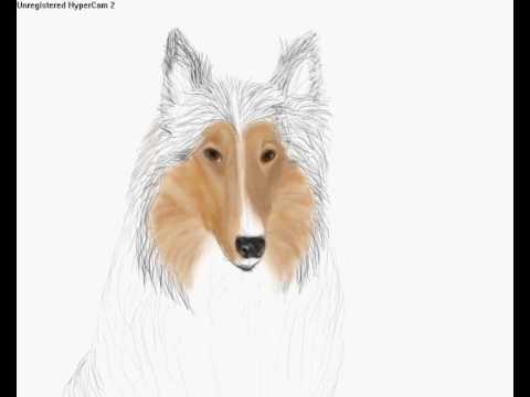 480x360 Drawing A Rough Collie