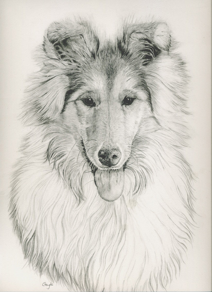 436x600 Gayle Mason Fine Art Rough Collie Art Pencil Art