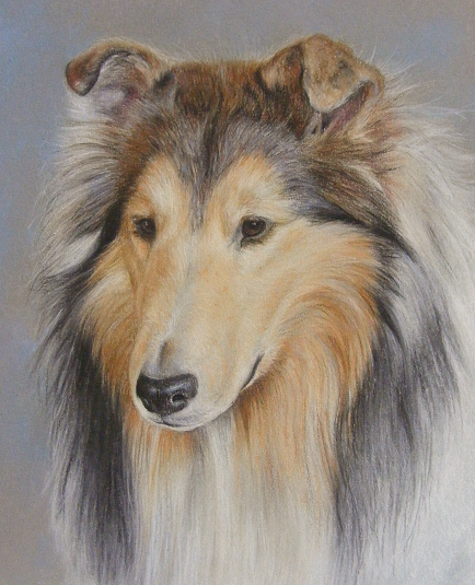 434x535 Pet Portraits