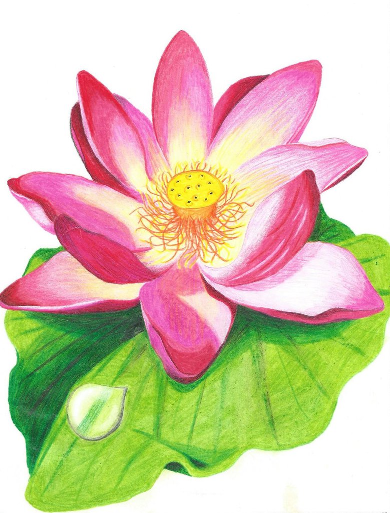 779x1025 Lotus Flower Drawn With Crayons Coloring Designs