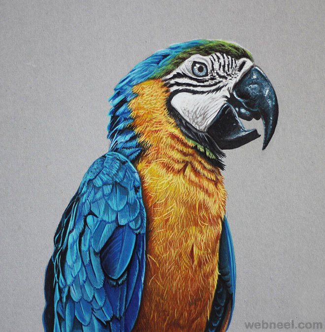 660x675 Colored Pencil Drawing Bird 8