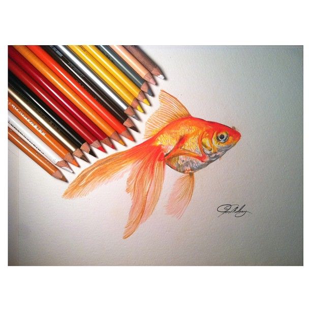 612x612 Gallery For Gt Gold Fish Drawing In Pencil Drawing