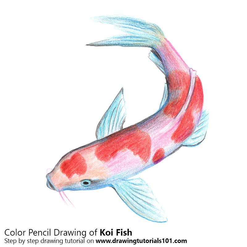 800x800 Koi Fish Colored Pencils