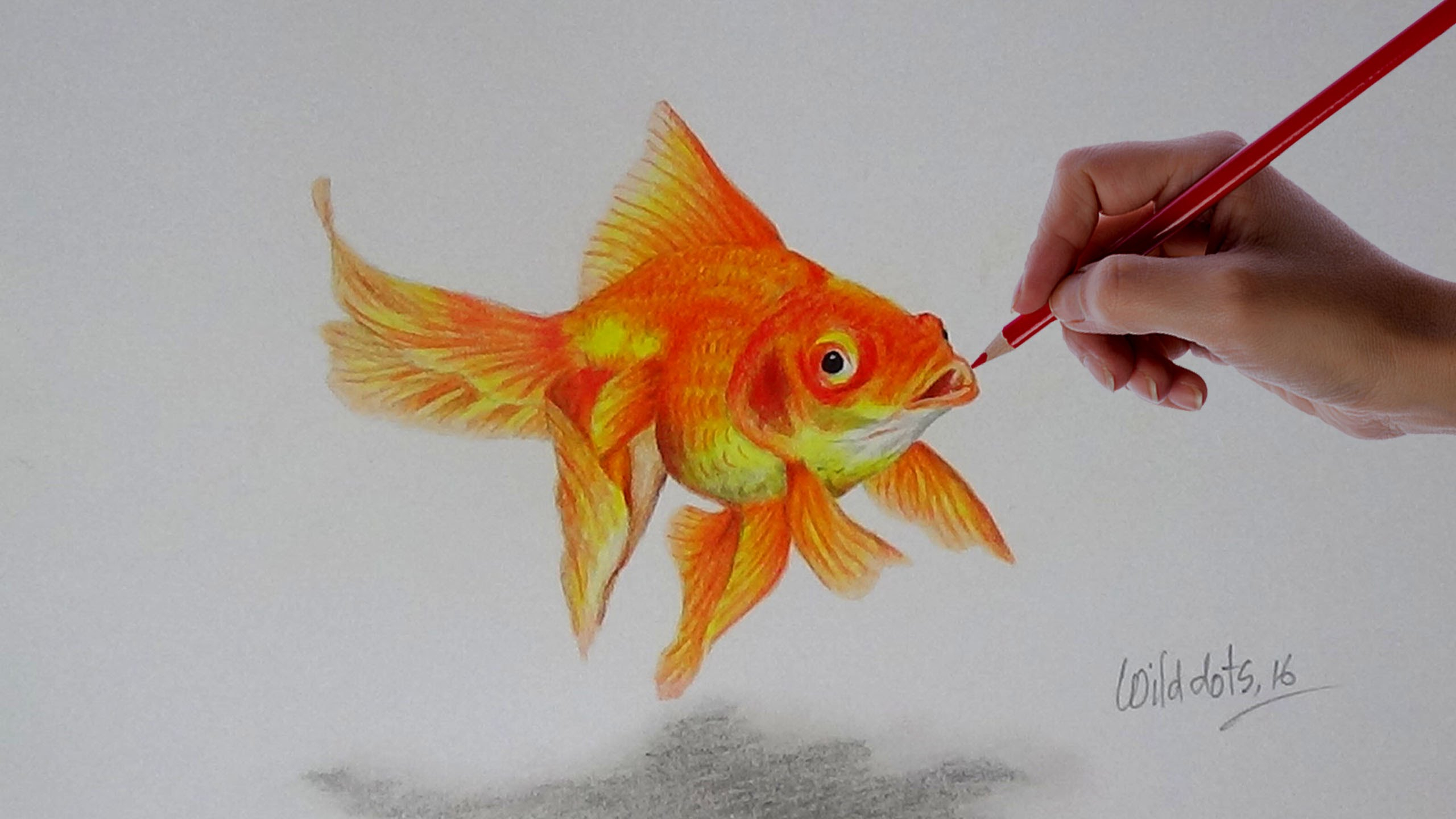 2560x1440 Realistic Fish Drawing Gold Fish