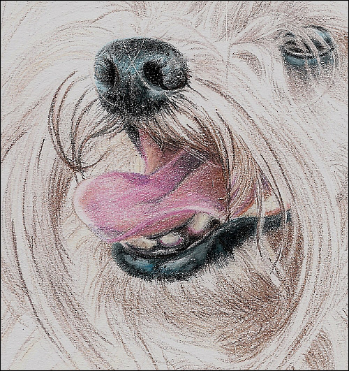 500x531 Drawing A Long Haired Dog With Colored Pencils, Part 2