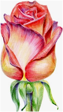 244x437 Free Colored Pencil Drawing Lessons And Diy Tutorials