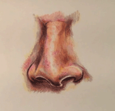 400x387 How To Draw A Realistic Nose With Colored Pencils