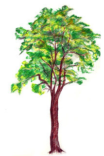 214x320 Dobby's Drawing Blog Tree Skecth