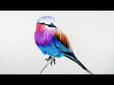 480x360 How To Draw A Bird