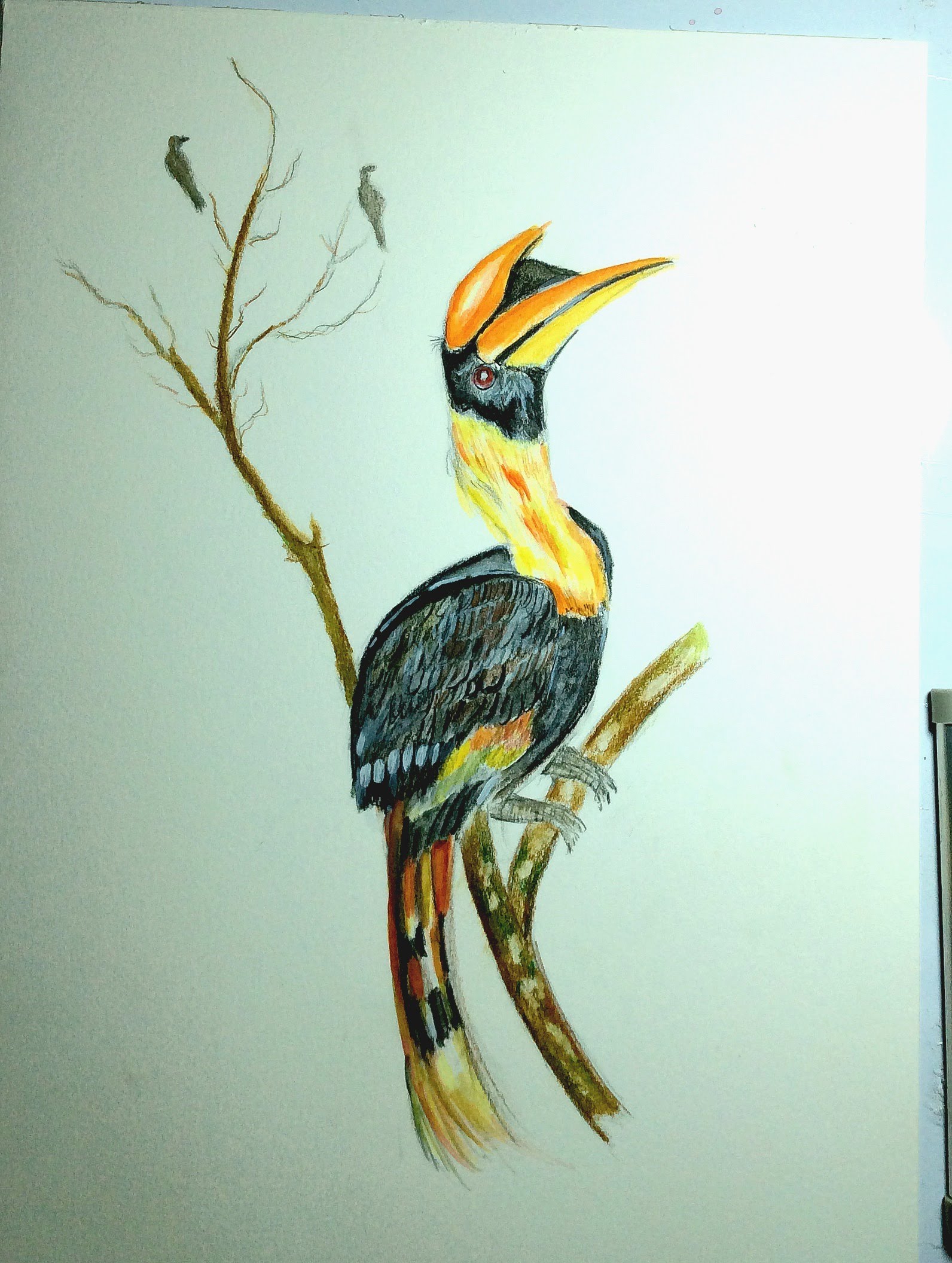 1592x2112 How To Draw Bird With Color Pencils
