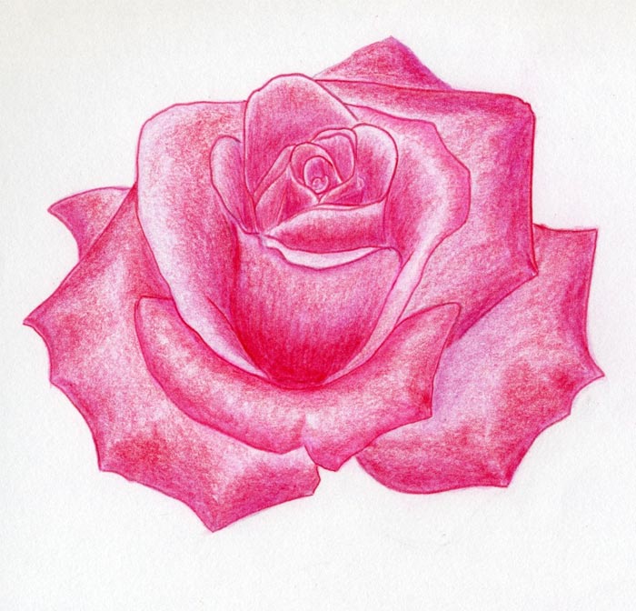 700x672 Draw A Rose Quickly, Simply And Easily