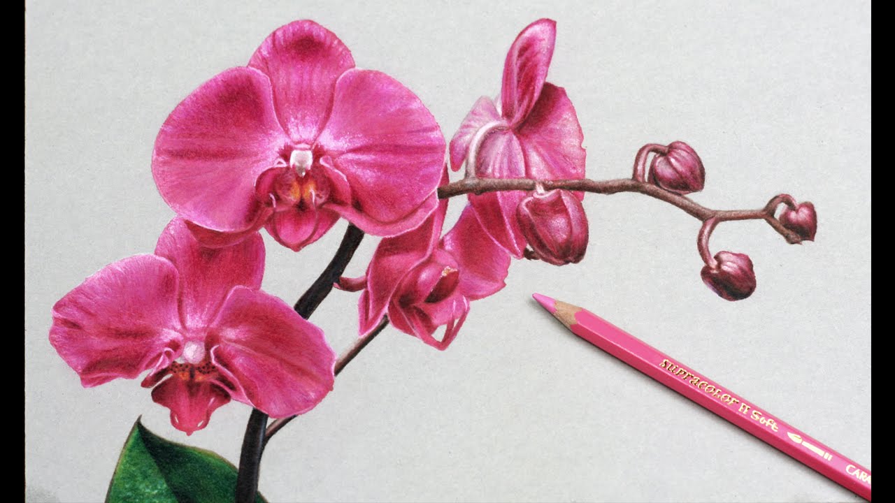 1280x720 How I Draw Flowers, Orchids Drawing