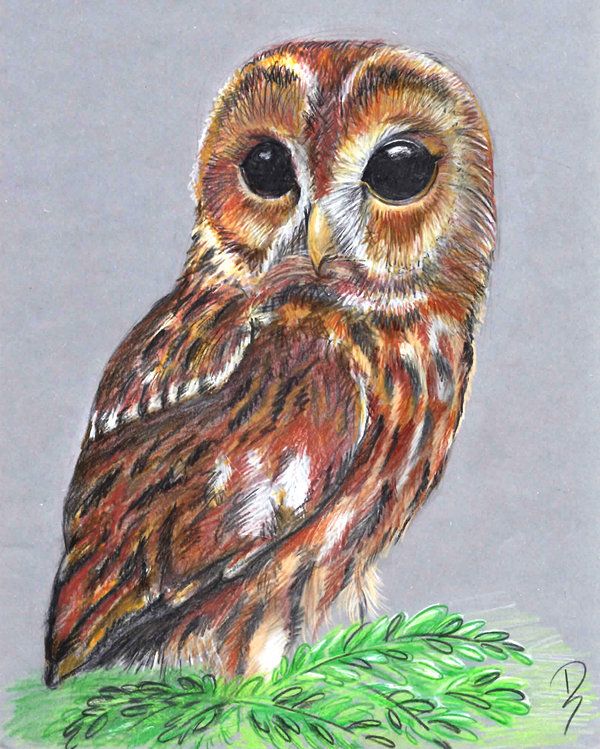 600x749 Owl Color Pencils By On @
