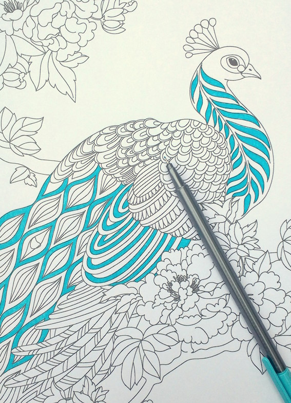 567x785 Step By Step Coloring Peacock Feathers