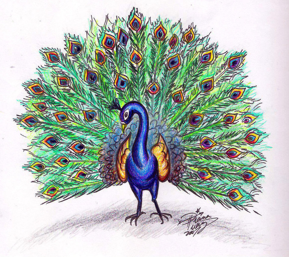 948x842 Peacocks Drawings