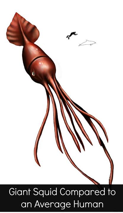 416x720 How Big Is A Colossal Squid Really Deep Sea News