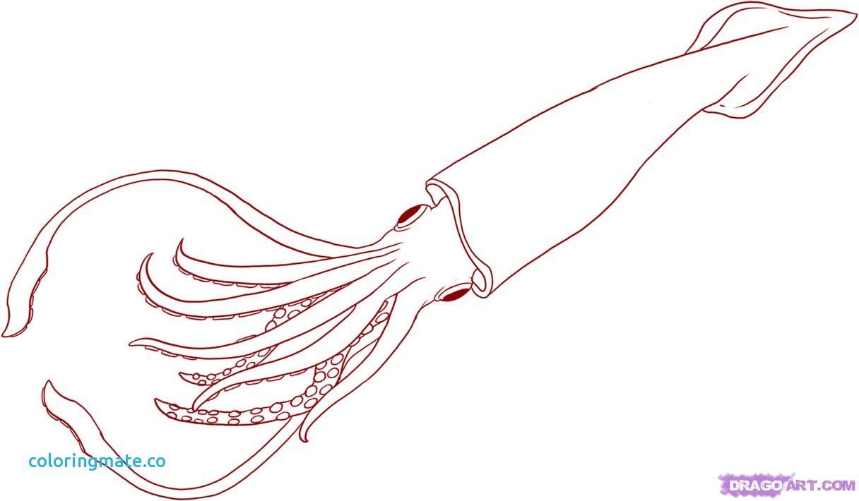 1216x710 Squid Coloring Pages Inspirational The World S Largest Specimen