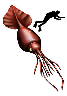 220x315 Colossal Squid